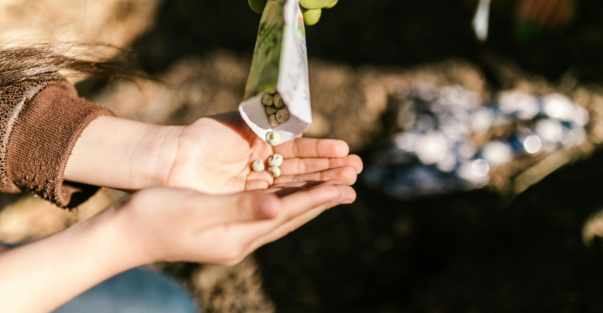 Seeds in Childs hands